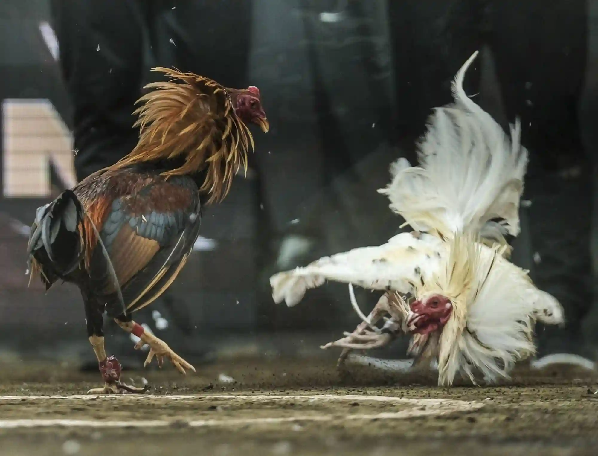 Bossjili Cockfighting