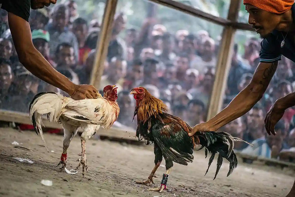 Bossjili Cockfighting